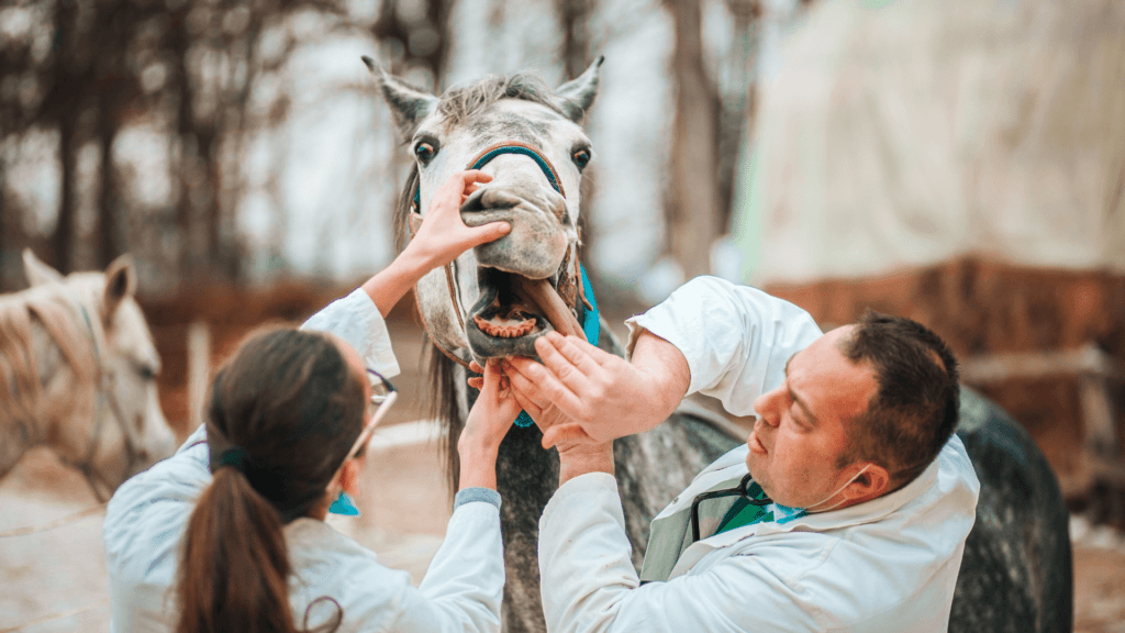 A História da Medicina Veterinária até os dias atuais