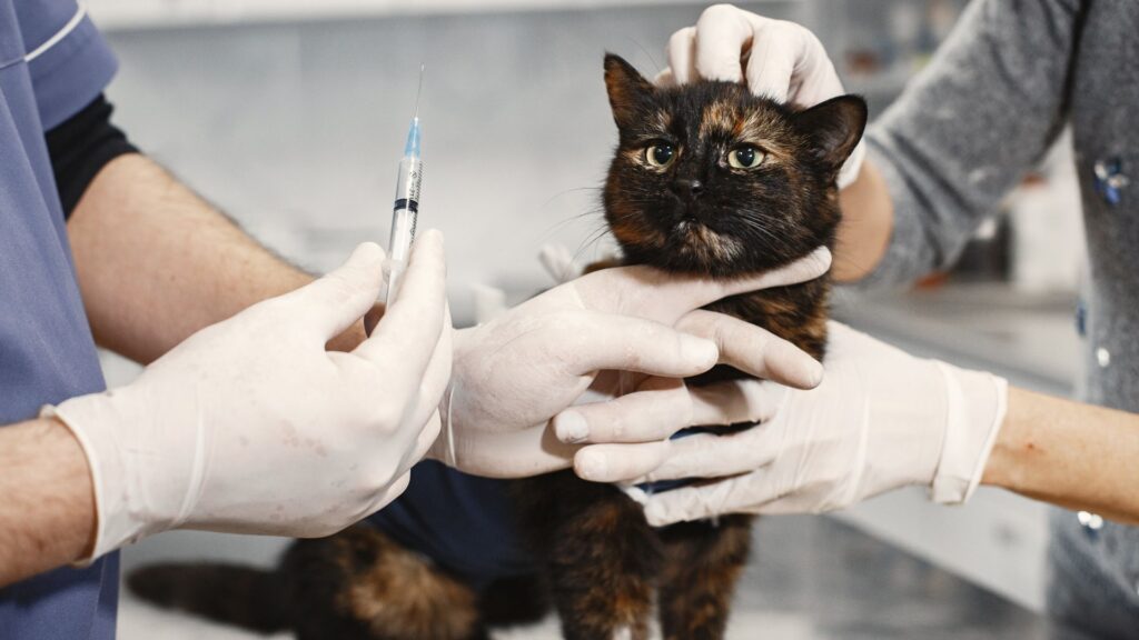 Doença renal crônica em felinos (DRC) -