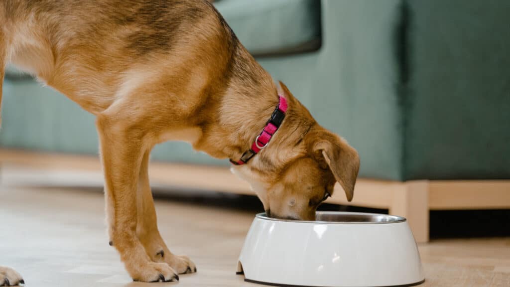 A Importância da Nutrição Animal -