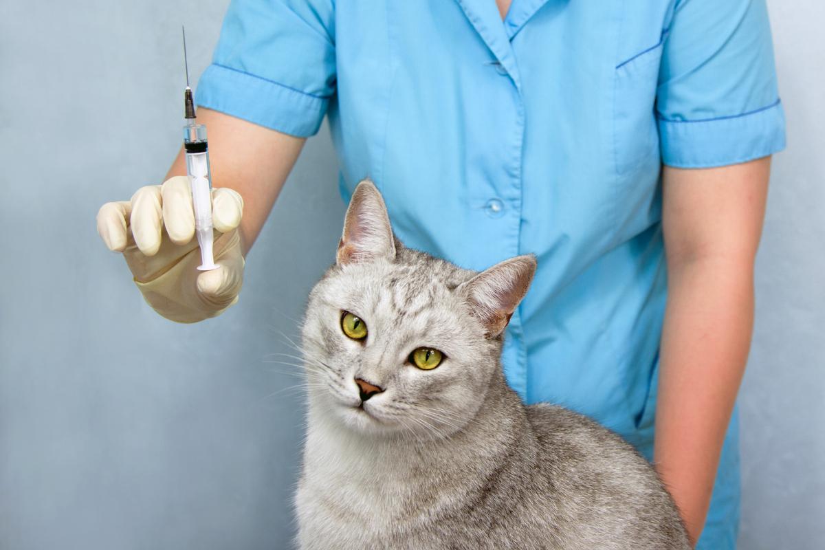 Leucemia Felina - FELV