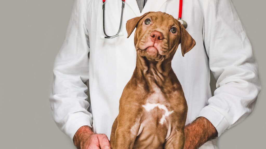 Dermatologia Veterinária e seus cuidados essenciais -