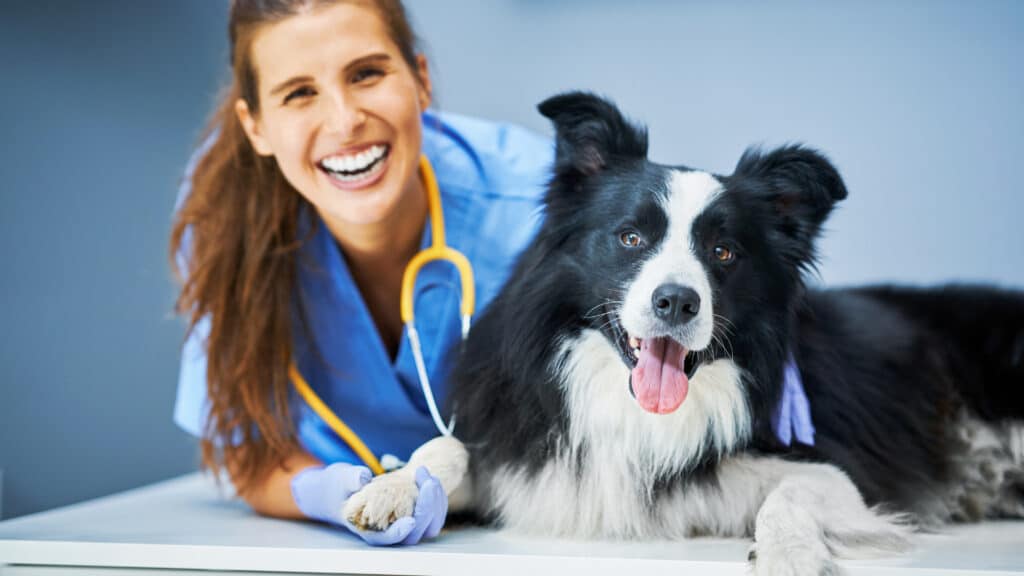 Potencializar o Remarketing Veterinário -