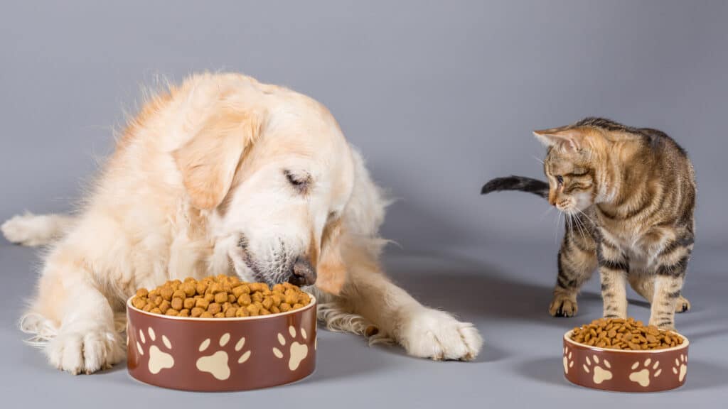 Nutrientes Essenciais para Cães e Gatos -