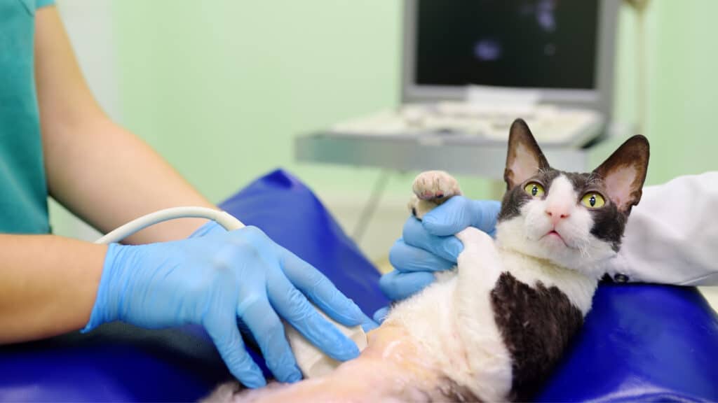 Arquivo De Para Veterinários - Página 2 De 6 -