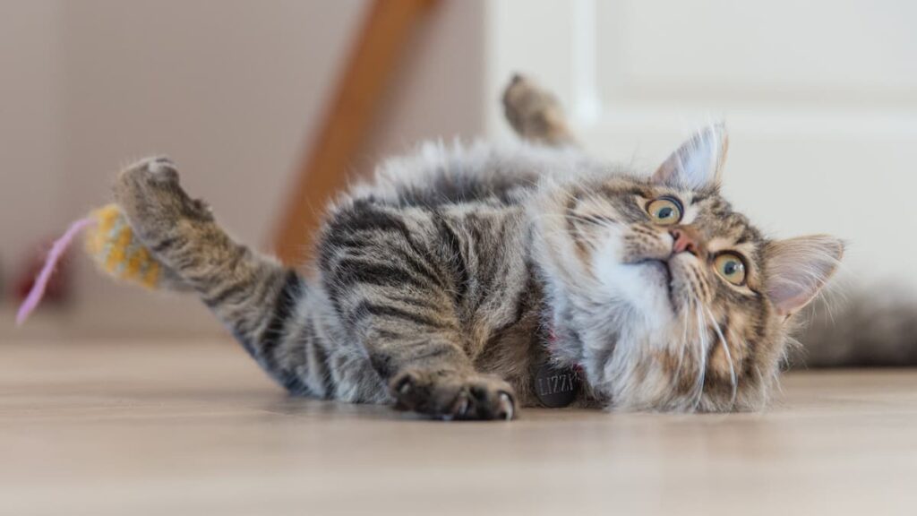 Um gato deitado no chão com os olhos arregalados