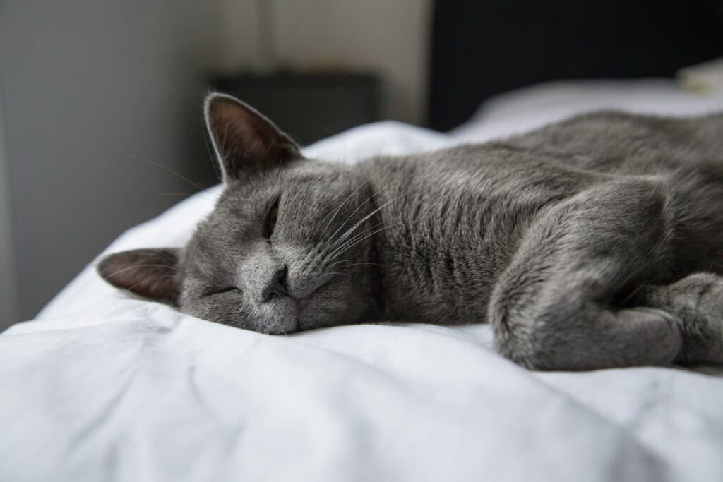 Um gato deitado em uma cama branca dormindo 