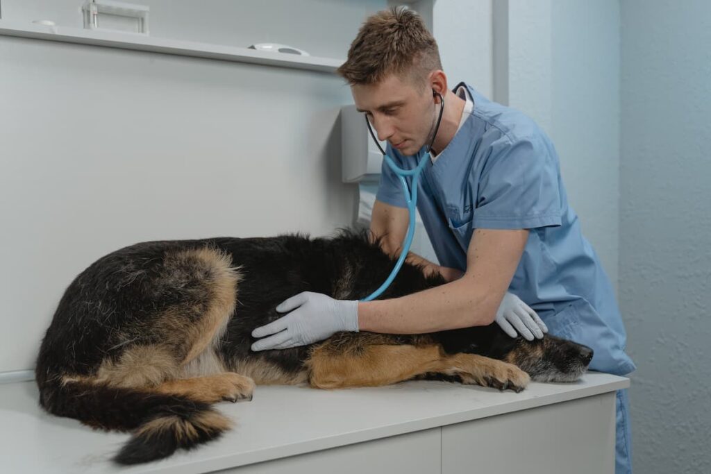 Um veterinário escutando o batimento cardíaco de um cachorro