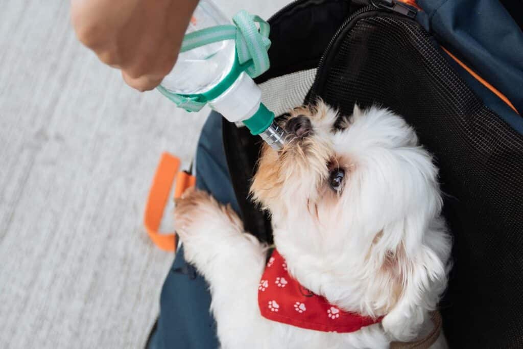 Um cachorro tomando água na boca através de uma garrafa 