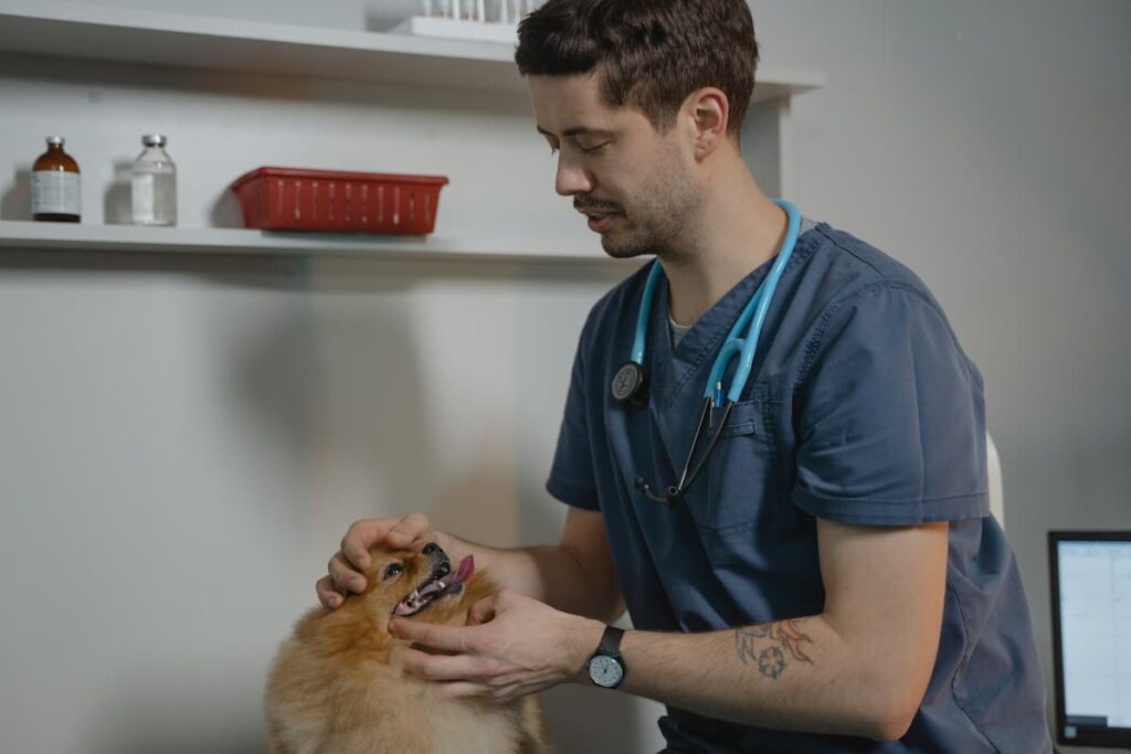 Um dermatologista veterinário analisando os pelos de um cachorro