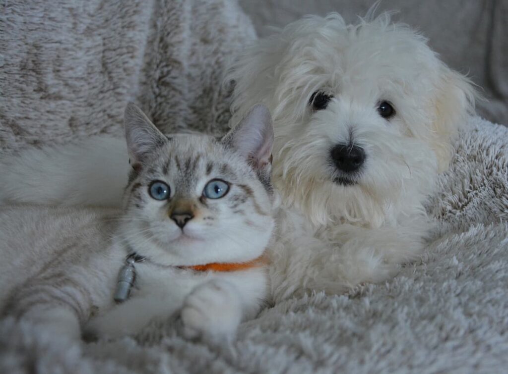 Uma foto de um cachorro ao lado de um gato