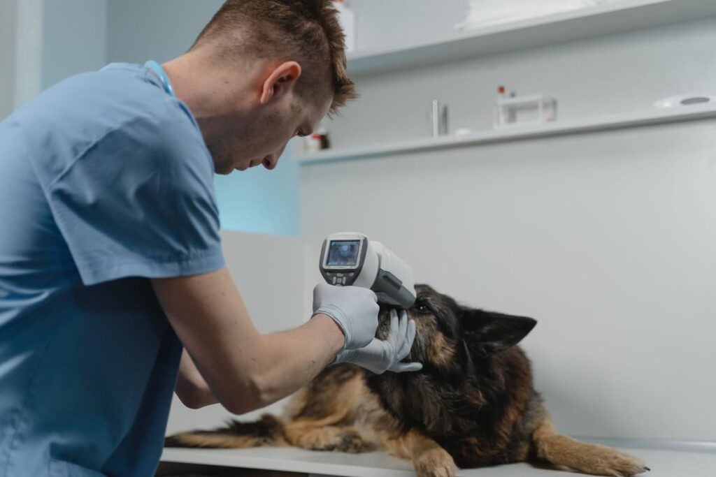 Oftalmologista veterinário avaliando cachorro.