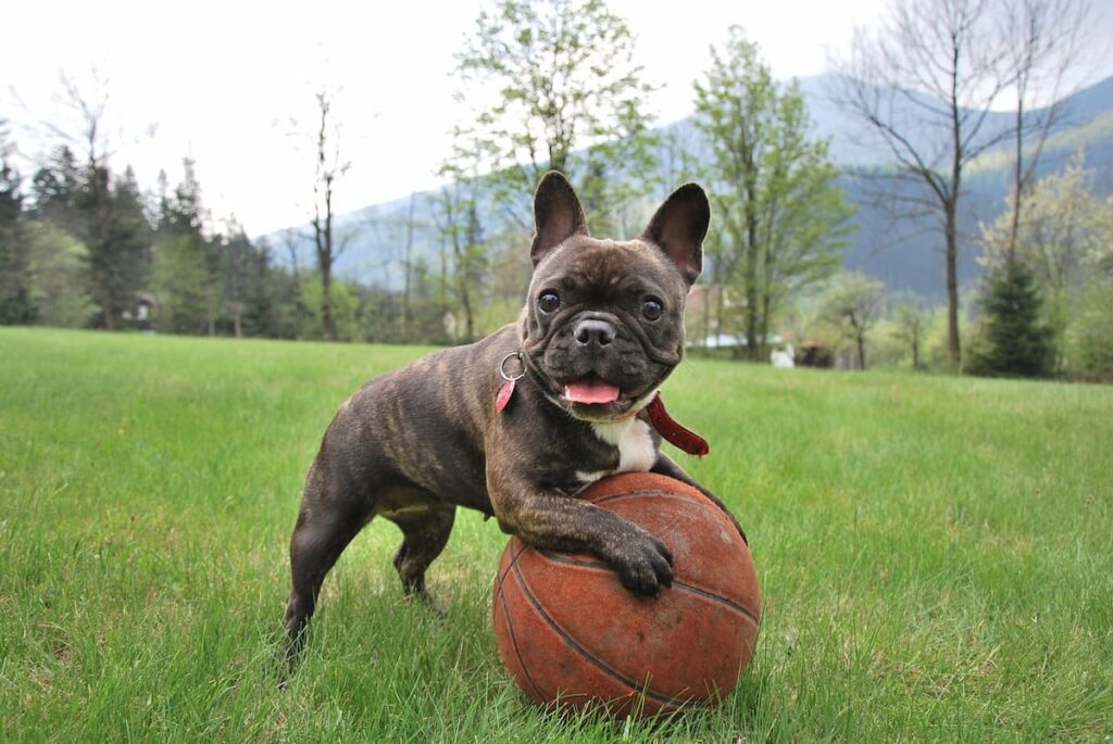 Bulldog Francês em cima de uma bola de basquete em um grande gramado