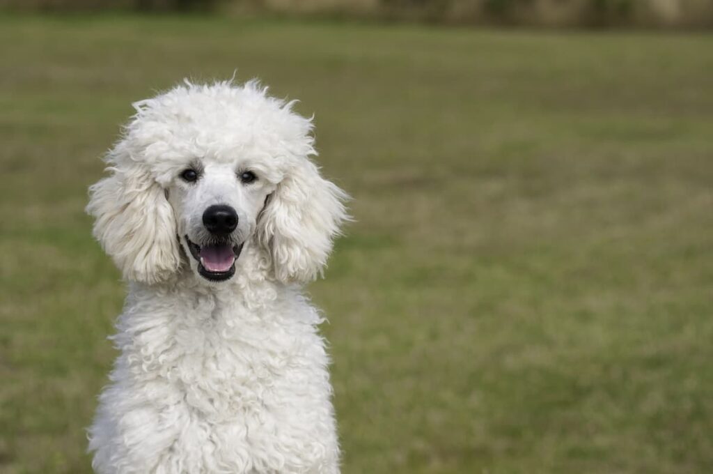 Poodle em um grande gramado verde 