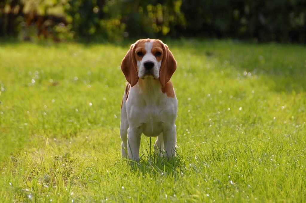 Beagle olhando para a foto em um gramado