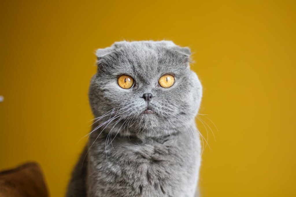 Um gato Scottish Fold olhando para a foto