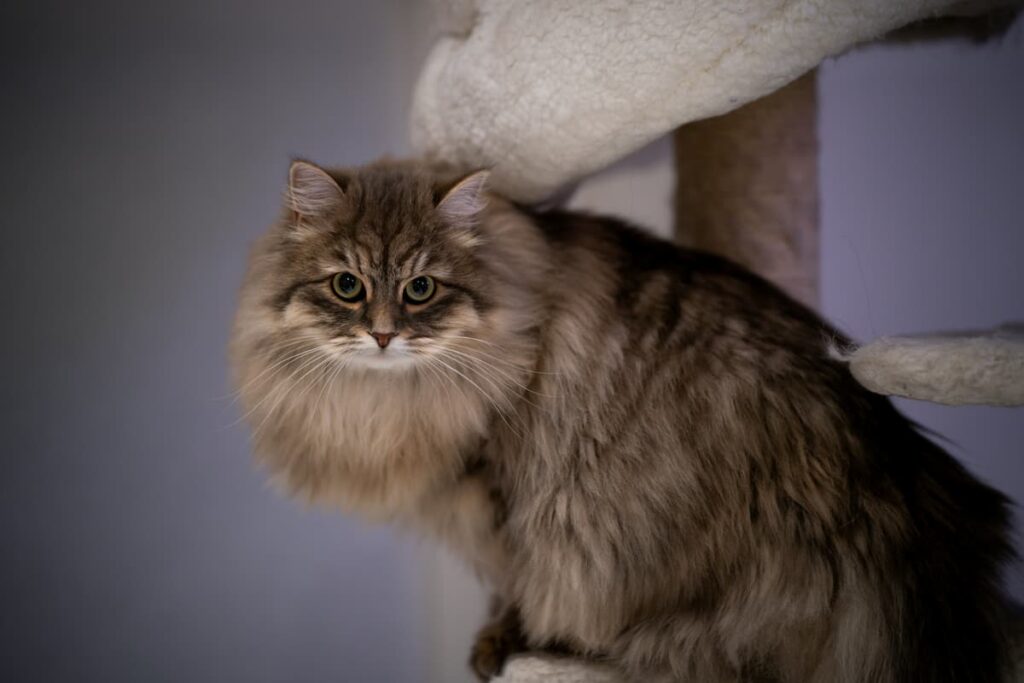 Um gato Siberiano sentado em um brinquedo feito para gatos 