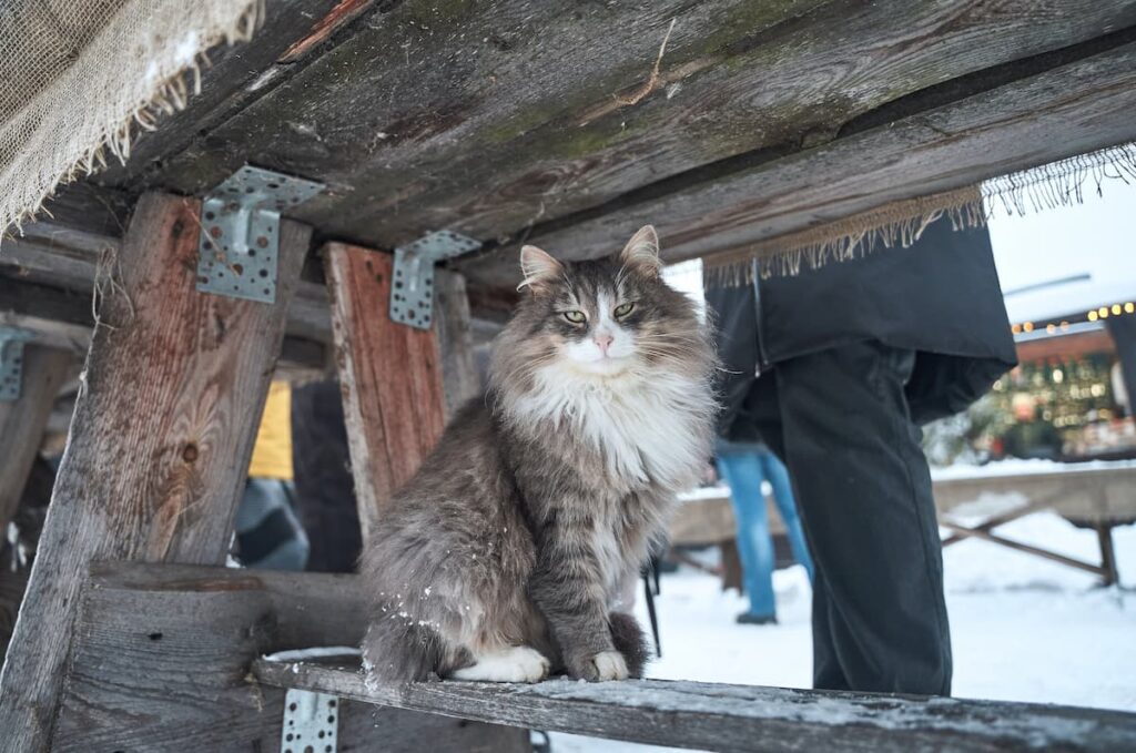 Um gato Norueguês da Floresta sentado embaixo de uma mesa de madeira