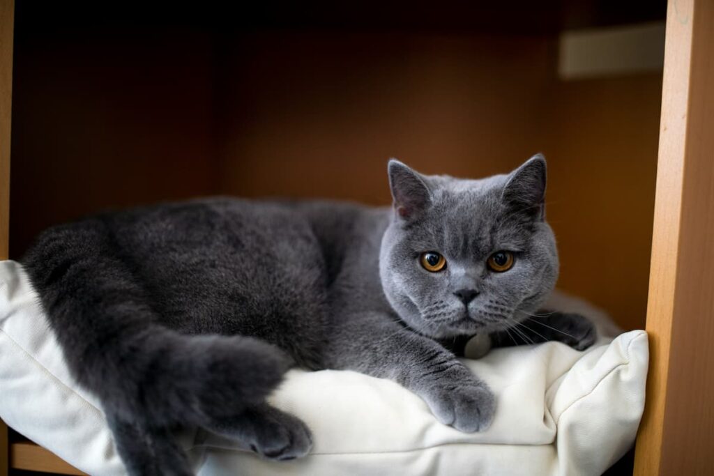 British Shorthair, um gato deitado em uma caminha de pet