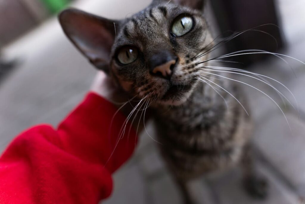 Um gato da raça Cornish Rex, levando um carinho em sua nuca