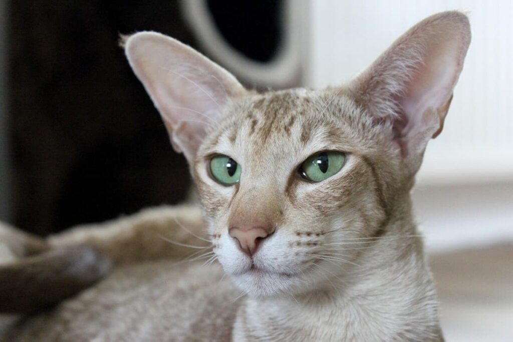 Gato da raça Oriental olhando para a foto 