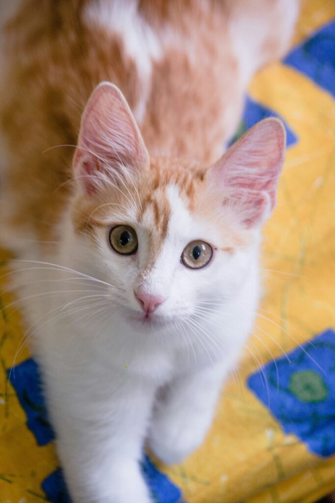 Turkish Van, um gato de raça turca, olhando para a foto