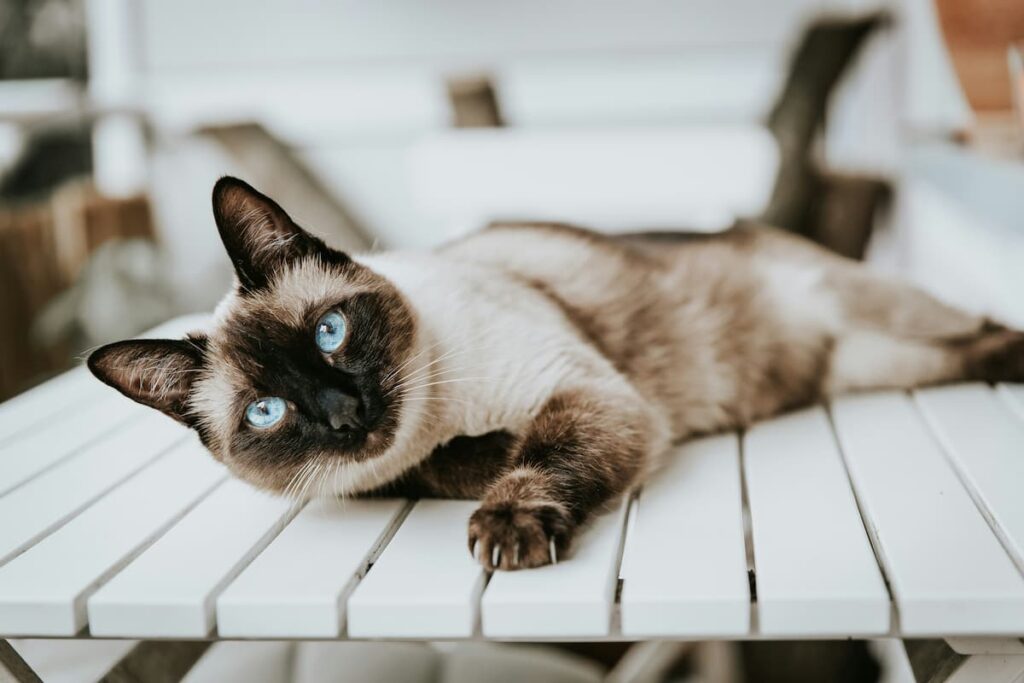 Gato siamês deitado em um banco de madeira 