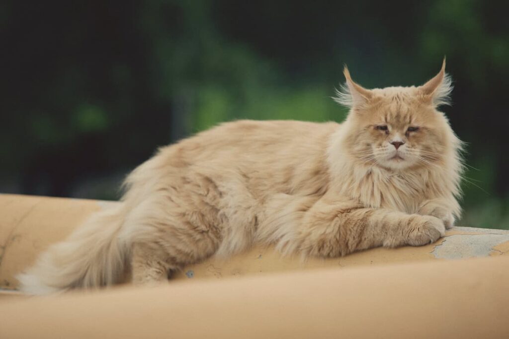 Um gato Maine Coon deitado 