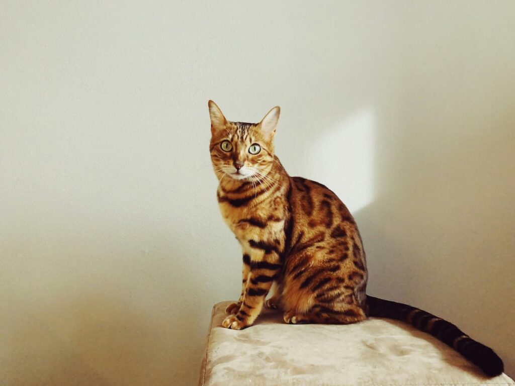 Gato Bengal sentado em um banco felpudo