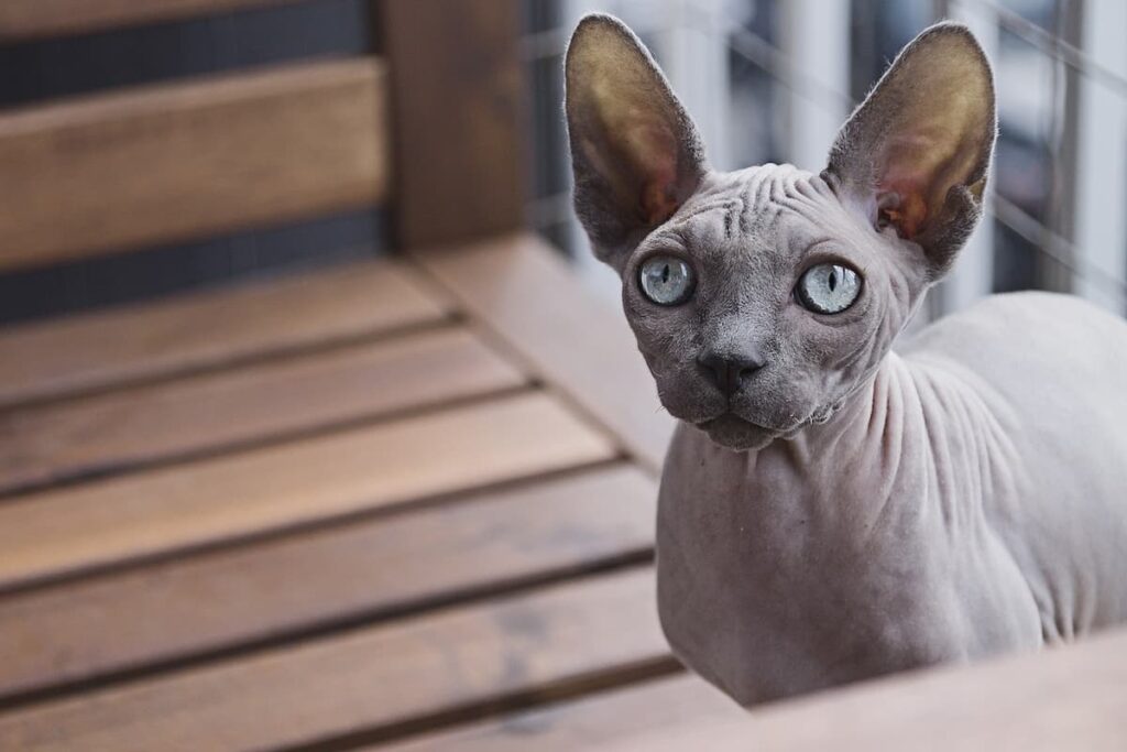 Um gato Sphynx olhando para a foto