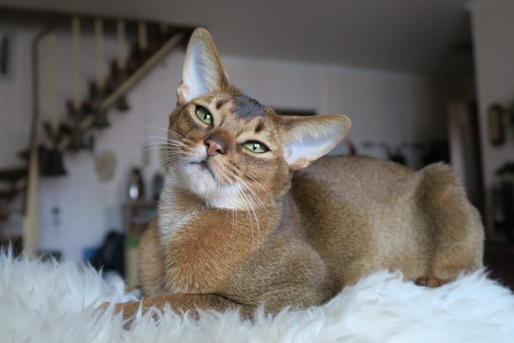 O gato Abyssinian deitado em um tapete de plumas