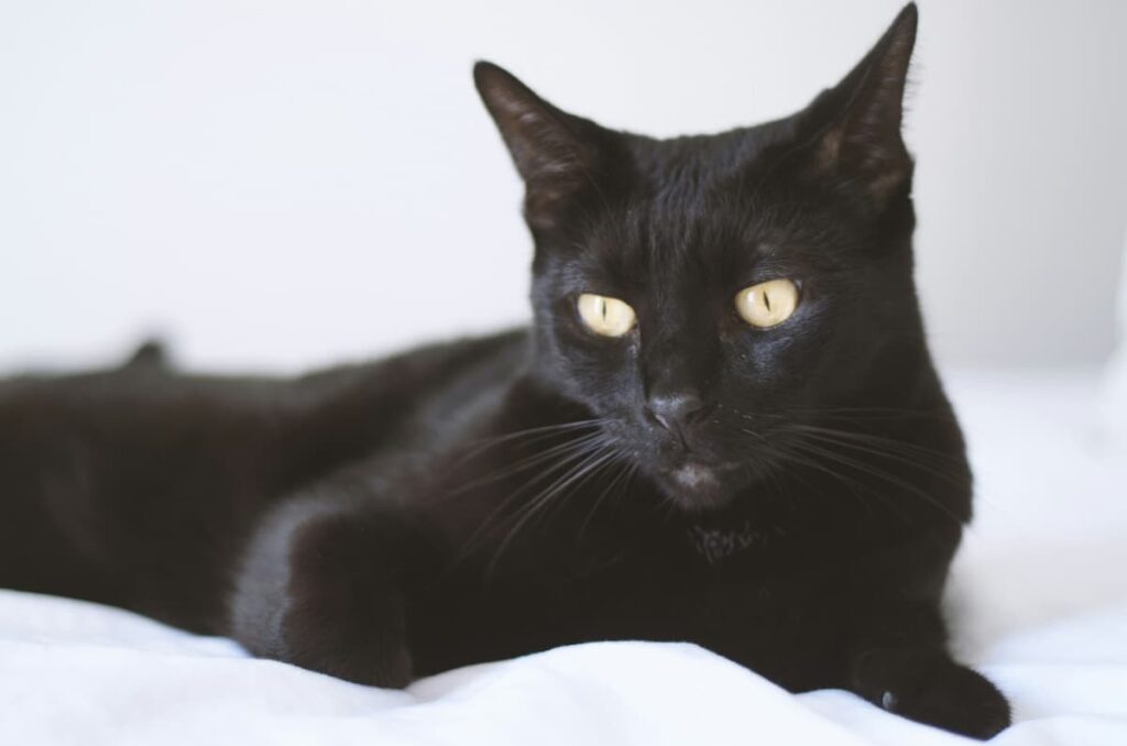 Bombay, um gato preto com os olhos claros em cima de uma cama branca 