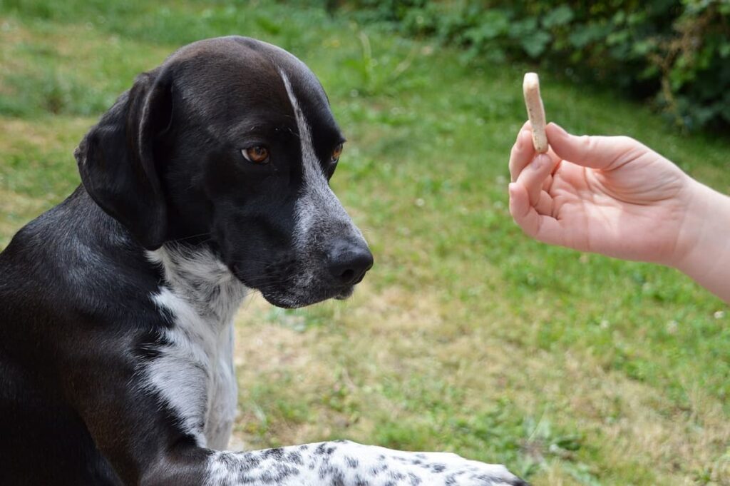 Um cachorro preto com manchas brancas sentado, olhando para o petisco que seu dono está segurando