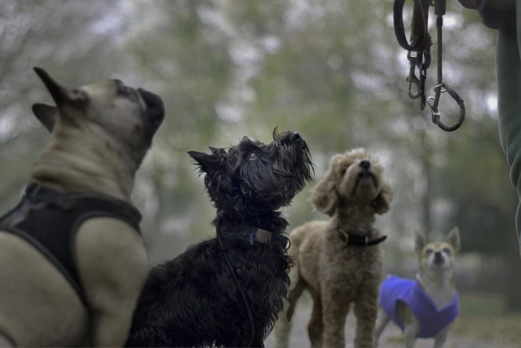 Quatro cachorrinhos sentados olhando para a coleira 