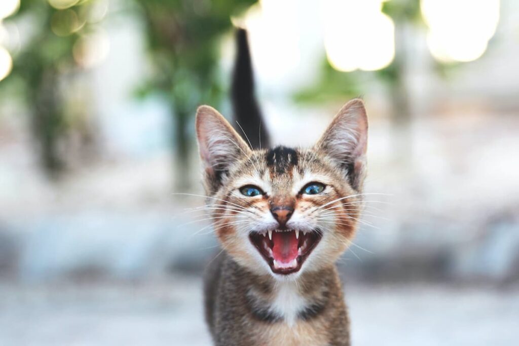 Gato miando para a câmera