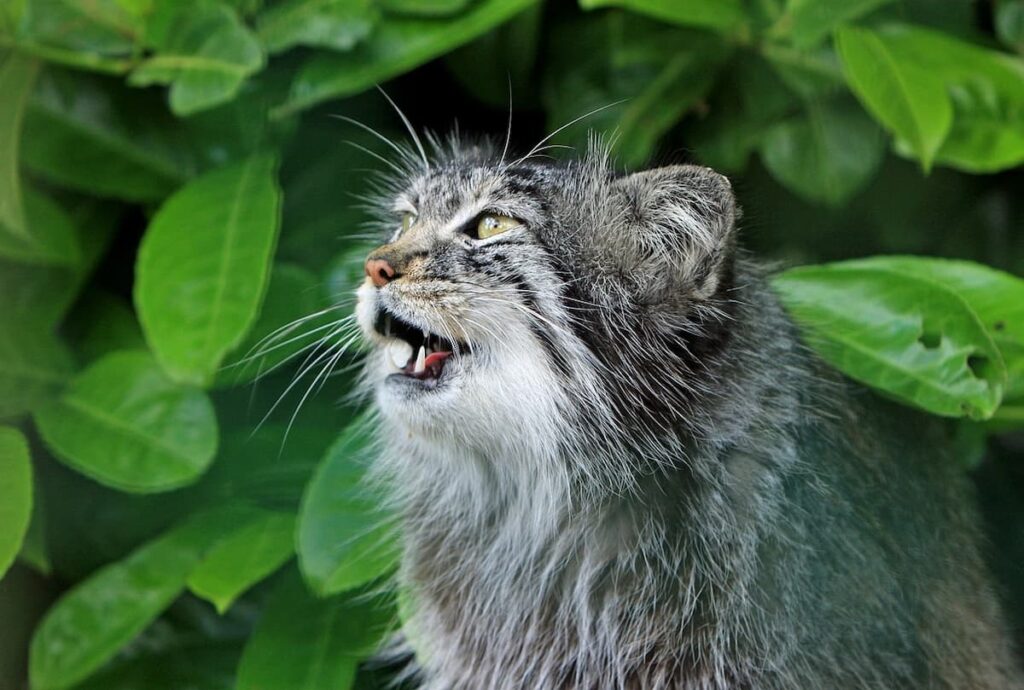 Um gato em um fundo de plantas, olhando para o lado