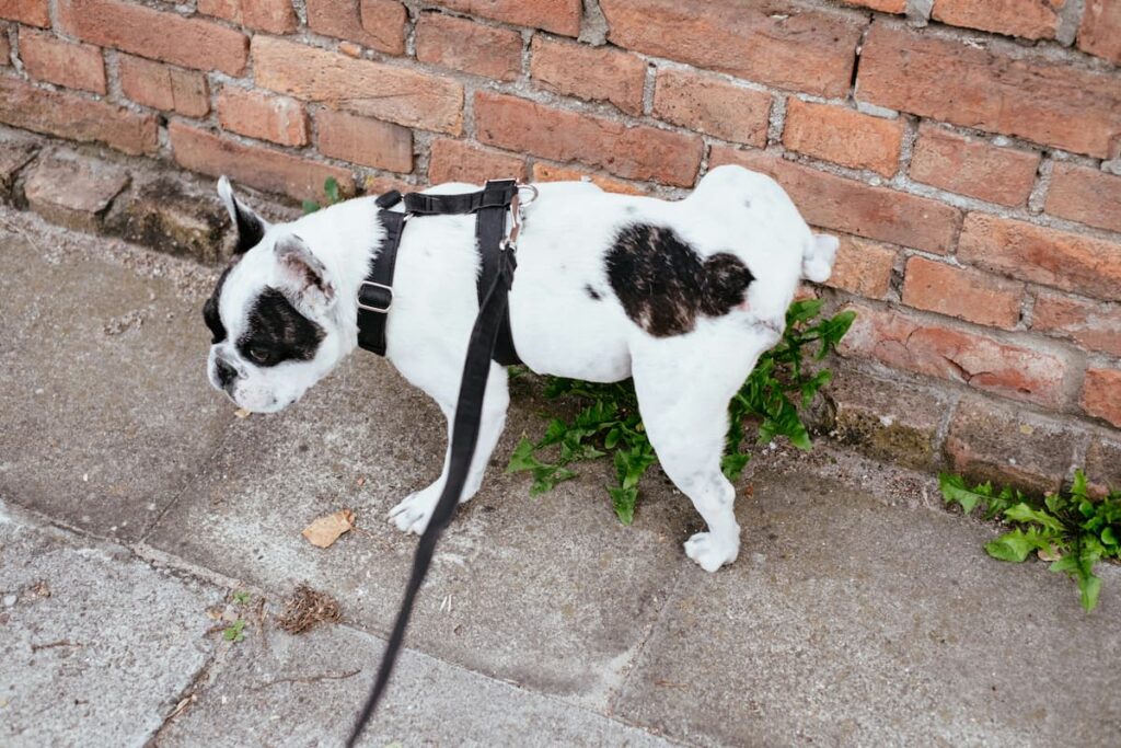 Um cachorro preto e branco fazendo xixi na parede