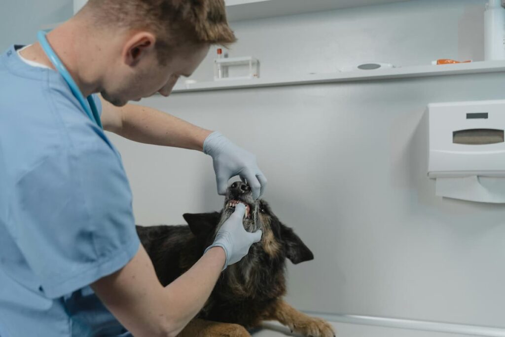 Um dentista veterinário analisando os dentes de um cachorro