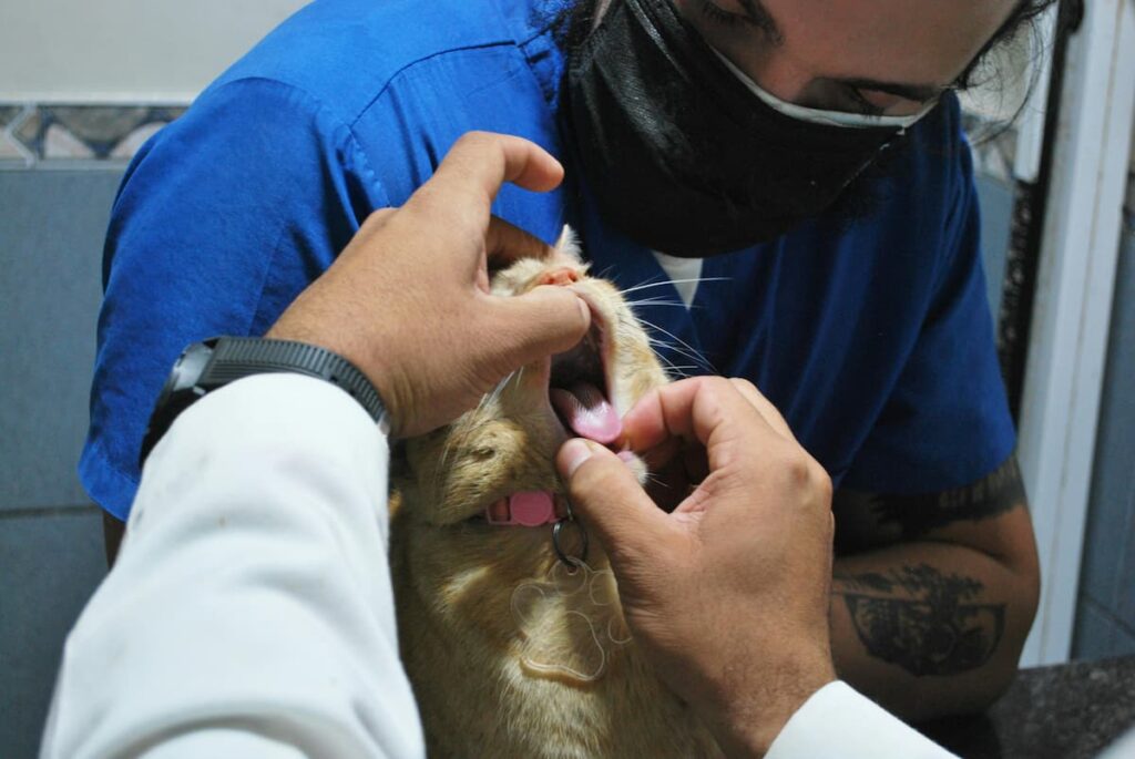 Um dentista veterinário vendo os dentes de um gato em seu consultório