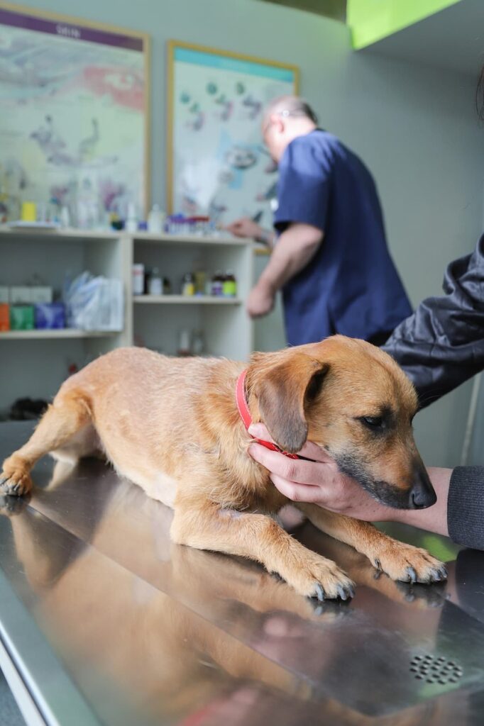 Um cachorro em uma mesa de um consultório veterinário