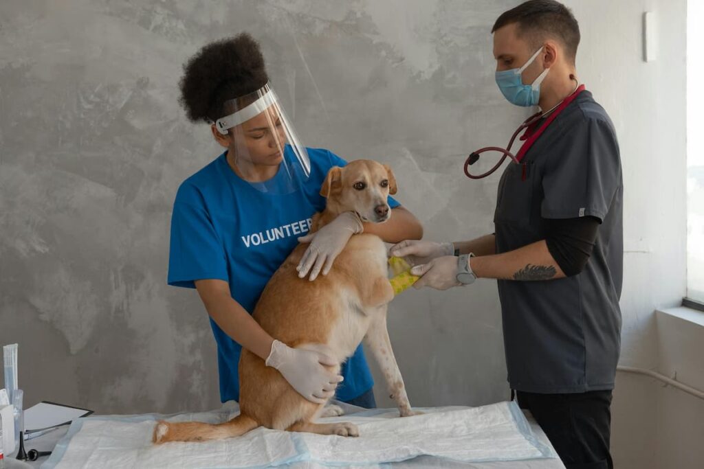 Dois médicos veterinários analisando a pata machucada de um cachorro