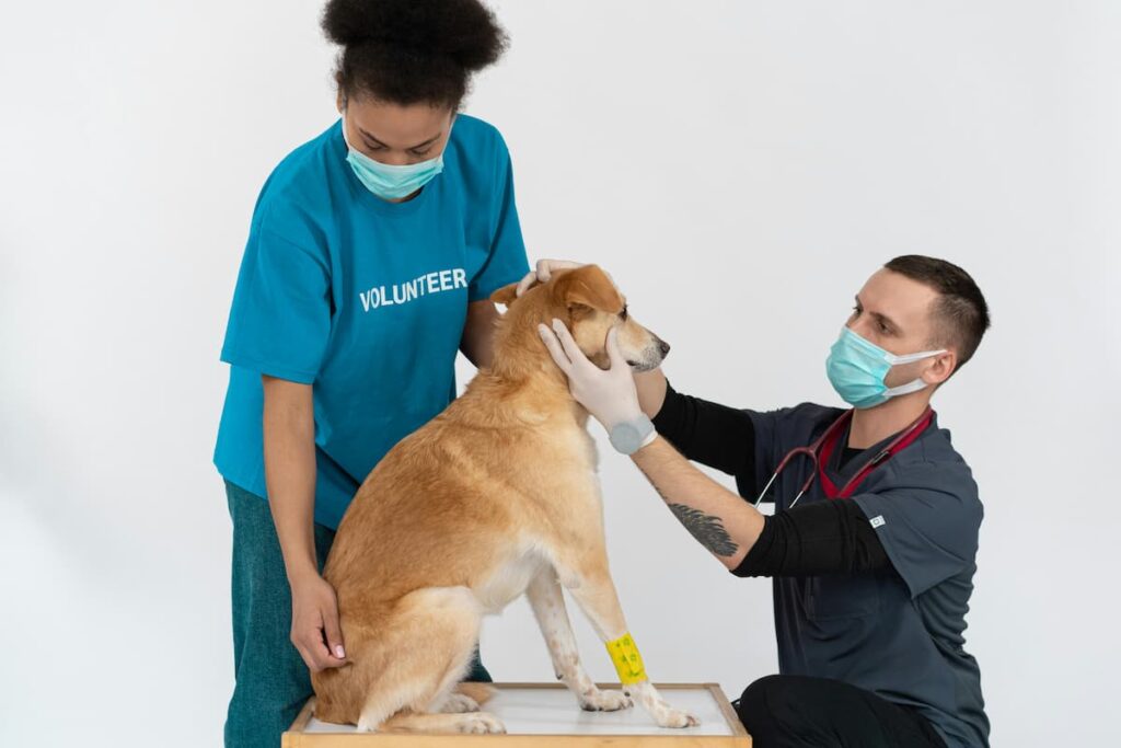 Um ortopedista veterinário e uma voluntária analisando um cachorro 