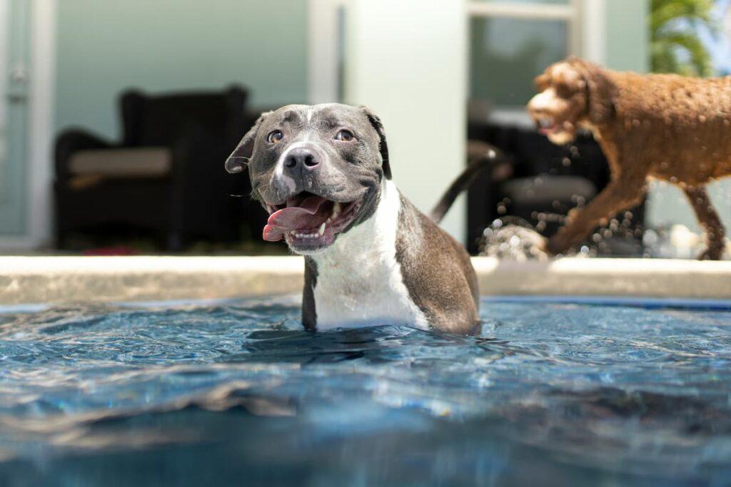 Um cachorro com a língua para fora dentro da piscina 