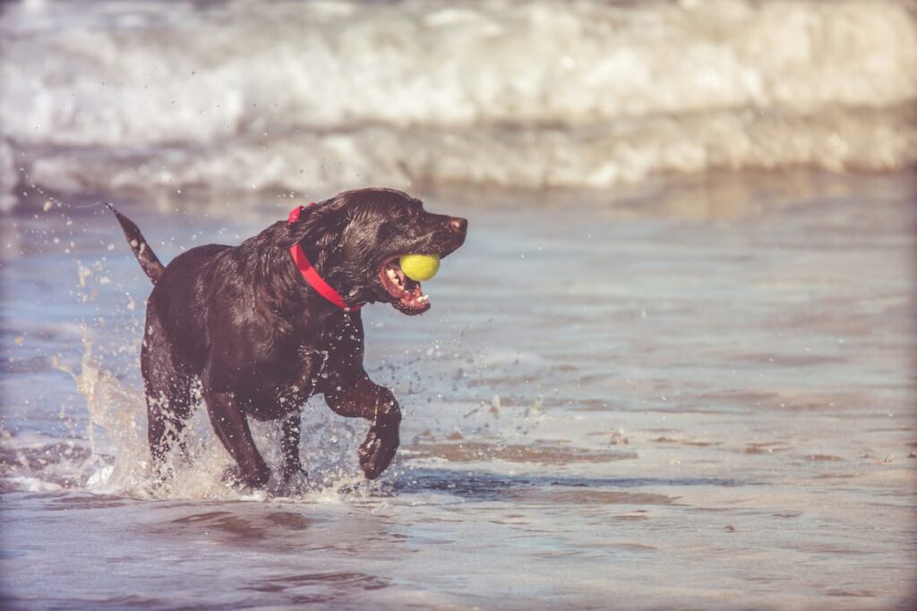 Um cachorro na praia, correndo com uma bolinha na boca 