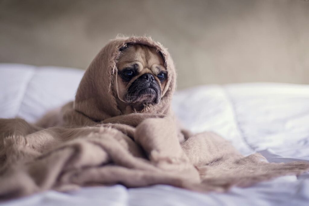 Um cachorro, enrolado em uma coberta, sentando em uma cama