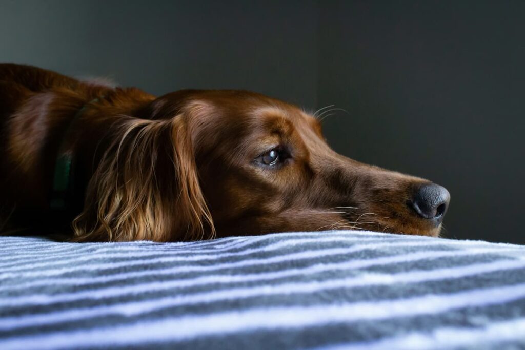 Um cachorro deitado em uma cama