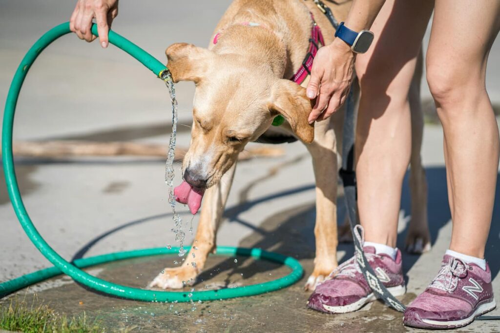 Um cachorro bebendo água de uma mangueira, que sua dona está segurando