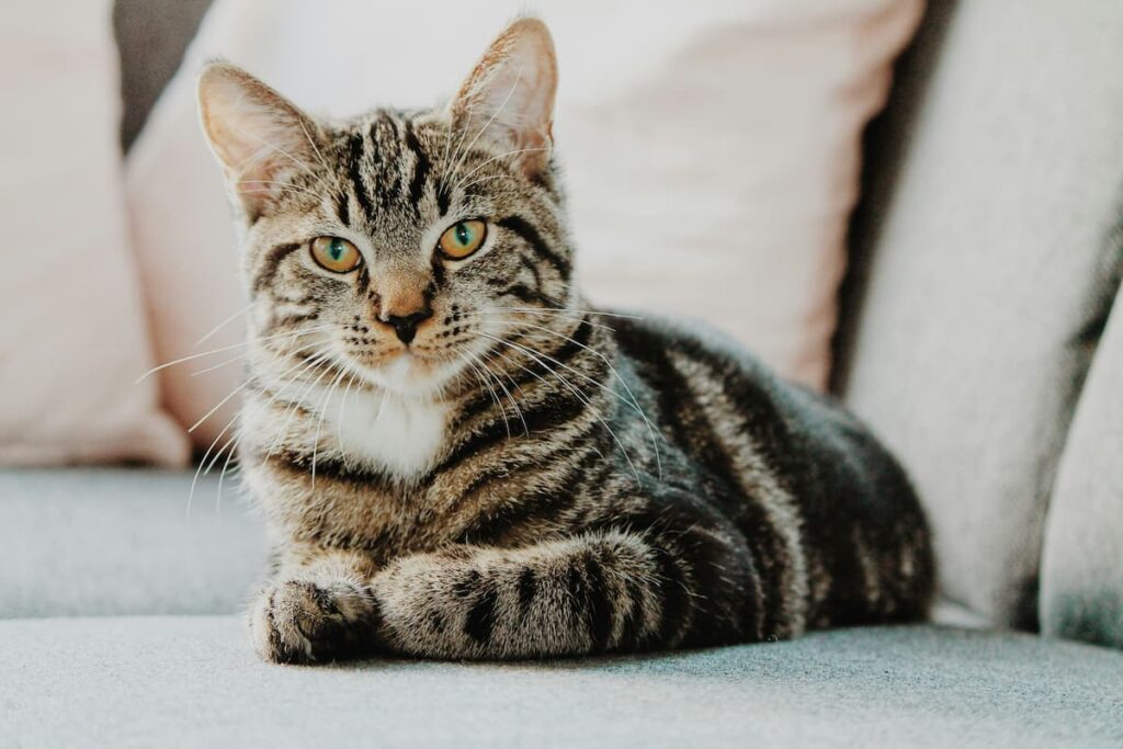 Infecção Urinária em Gatos. Um gato deitado no sofá, olhando para a câmera