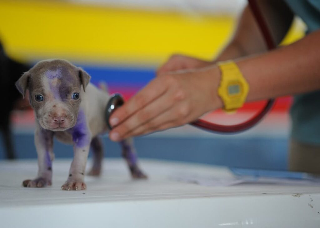 Um filhote de cachorro em cima de uma mesa sendo avaliado por um veterinário