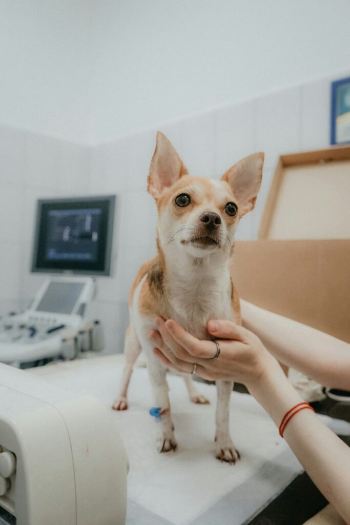 Um cachorro em um consultório de um cardiologista veterinário 