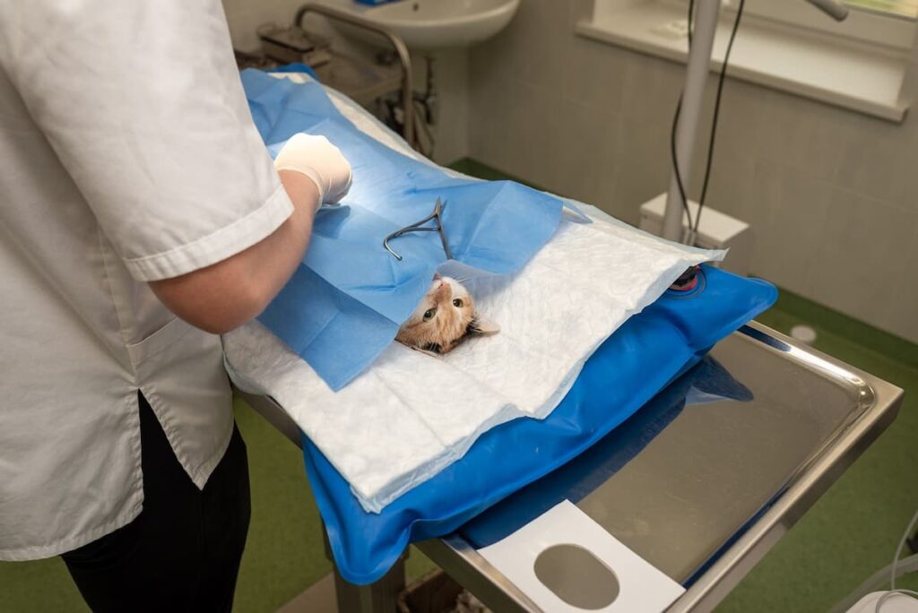 Um gato em uma mesa de operação, para operar o coração 